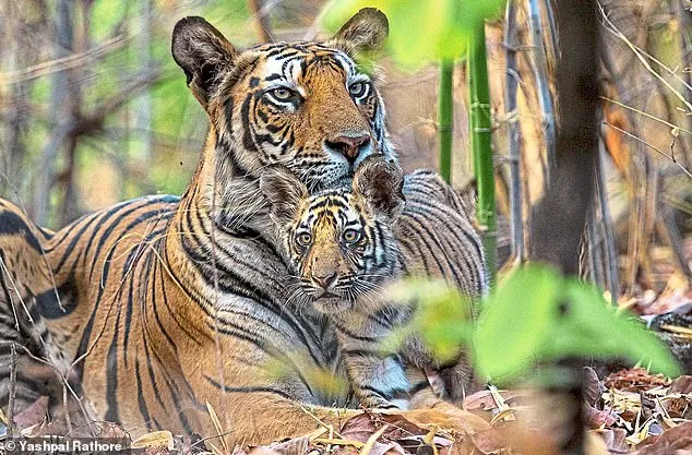 Home 83724273 13314571 a tigress with cub in india s bandhavgarh national park female t a 14 1713448230453