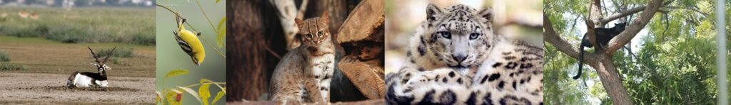 combined horizontal frame 3